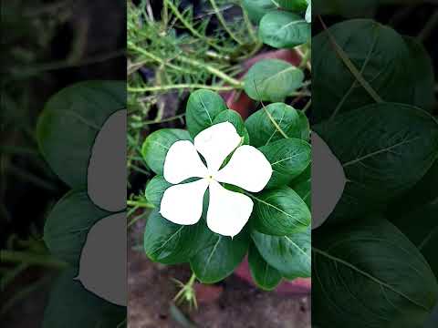 Amazing Nature With Flower #naturelovers  #nature #naturesounds #flowers🌹🌹