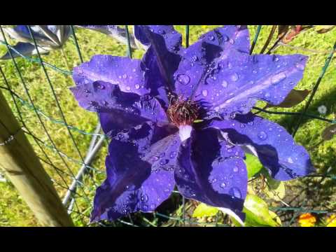 Vidmantas Kokalas - Dar širdyje nesutema