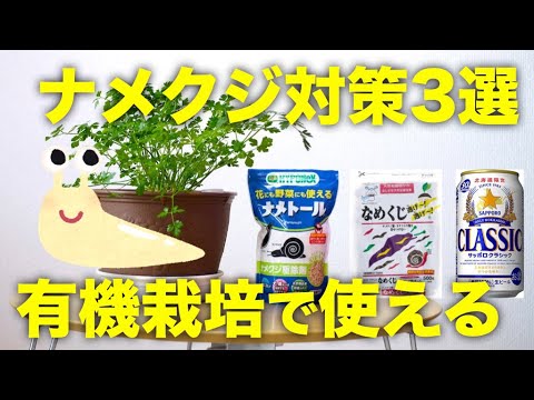 SOS: 菜園へのナメクジの侵入: なぜですか?そしてそれらを自然に撃退するにはどうすればよいでしょうか？  庭園