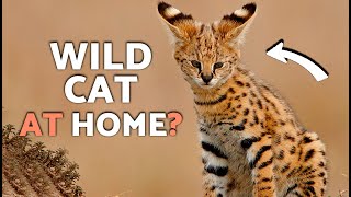 SERVAL as a PET: The TRUTH About Owning This WILD EXOTIC Cat 🐆⚠️ (Watch Before You Get One!)
