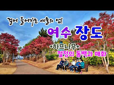걸어서 들어가는 예술의 섬 장도, 절정의 동백꽃과 매화, 그리고 하프나무