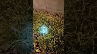 Download lagu suara emas belalang rusa mp3