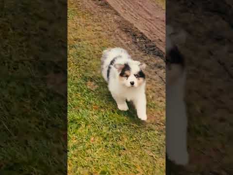 Australian Shepherd puppy for sale