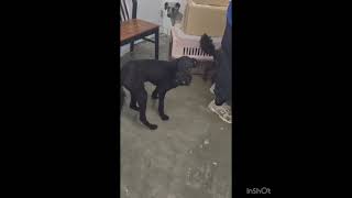 Video preview image #1 Kerry Blue Terrier Puppy For Sale in Seattle, WA, USA