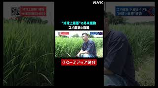 "地球上最悪"の外来植物 ナガエツルノゲイトウでコメ農家が被害に【クロ現】| NHK | #shorts