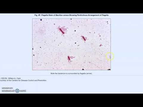 BIOL 2094 Lab 6 Prokaryote Morphology Walkthrough
