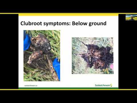 Clubroot Management Webinar