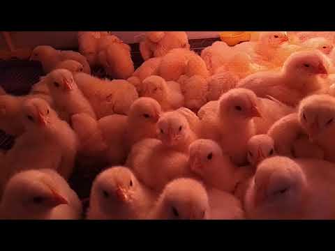 Наши любопытные цыплята