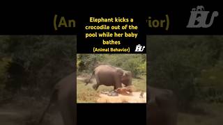 Elephant kicks a crocodile out of the pool..🐘 #youtubeshorts #wildlife #elephant #nature #animals