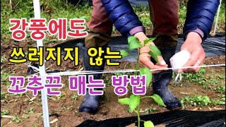 #8 고추재배 / 고추 줄 띄우기 고추끈 매는 최고의 방법 추천 합니다