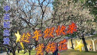 中正紀念堂梅花爆開花了！
