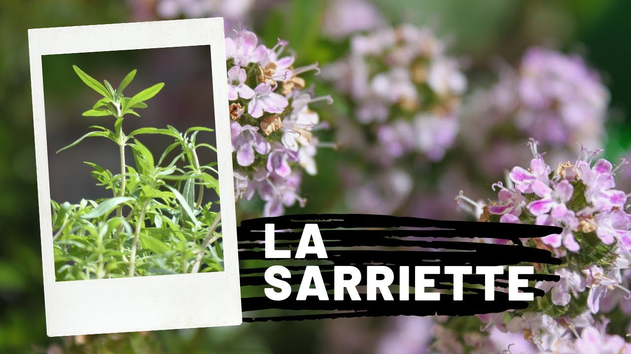 La Sarriette