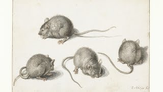 Burglar – Mousetrap