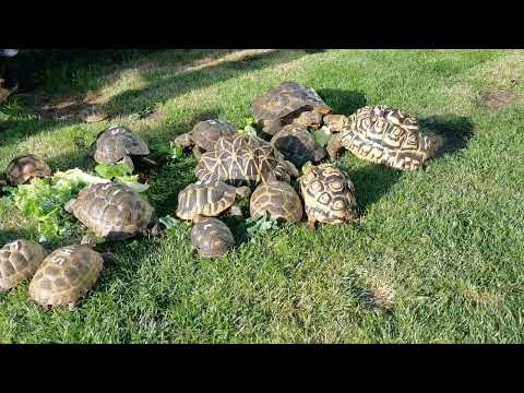 Can Tortoises live together  ??