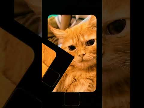 my little lion #rambo #gamtng #sahiba #alispetfarm #shorts #newsong