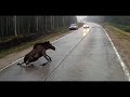 Animals Hit By Cars - Animals On The Road Compilation (18+)