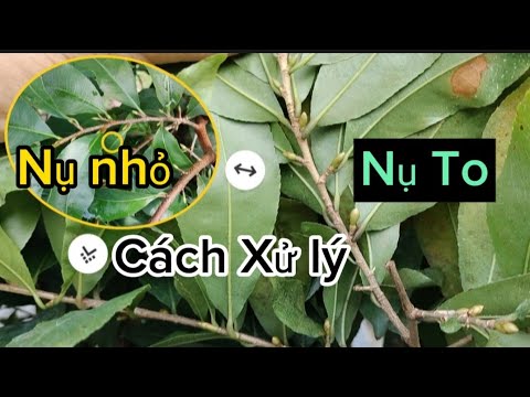 Xử lý Nụ nhỏ, Nụ To giữa T8 âl. Trường hợp Trên 1 cây, Vừa nhỏ vừa to thì sao ??