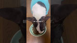 2026.4.10朝ごはん#ブルテリア#bullterrier#犬#犬との暮らし#愛犬#dog#可愛い#わんこ#お散歩#family#パピー #仔犬