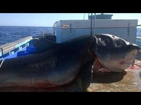 Top 10 Most Dangerous Sea Creatures For Humans