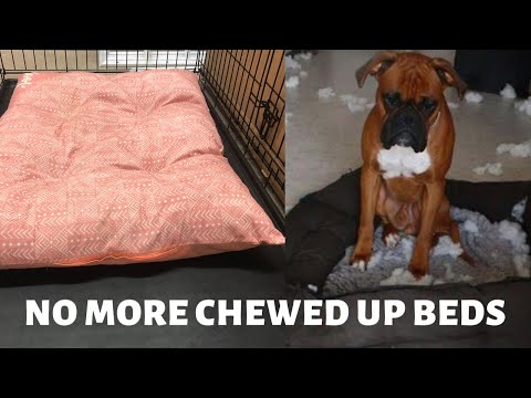 How to stop your dog from chewing up bed
