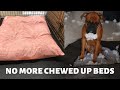 How To Stop Your Dog From Chewing Up Bed