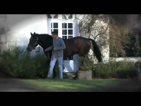 Moss Vale, nouvel étalon au Haras de la Rousselière