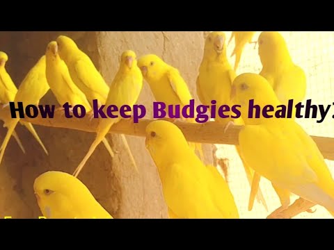 One 1 hour Budgies sound.