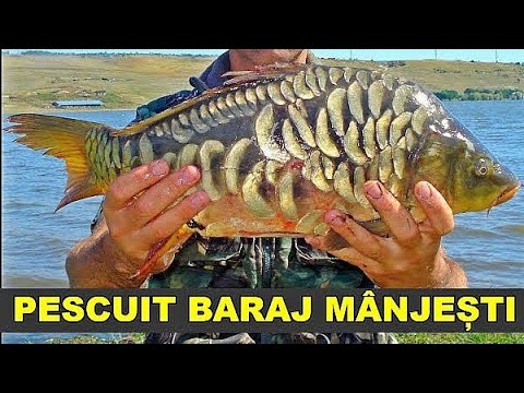 Pescuit la CRAP baraj Manjesti Vaslui / boabe de porumb naturale / carp fishing with natural corn