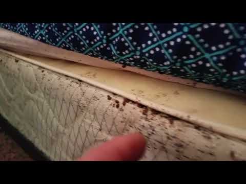 What Do Bed Bugs Look Like?