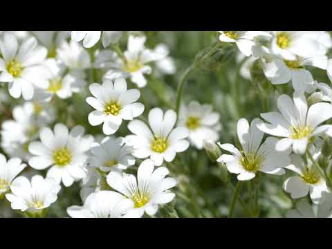 Kathi Stimmer-Salzeder - Hast du heute schon gelacht?
