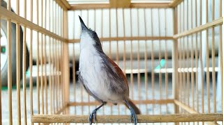 Download lagu BURUNG SNIPER NGEBREN FARIASI SUARA TOP MARKOTOP‼️ mp3