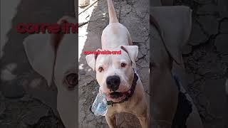 Hilarious Animal Dubbing: You Won't Believe What They're Saying!