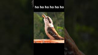 Download lagu Laughing Kookaburra Sound mp3