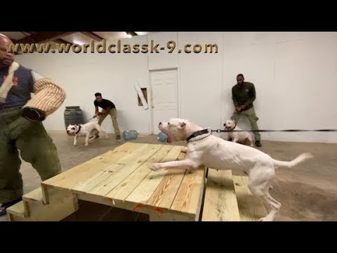 Working Dogos October 2019