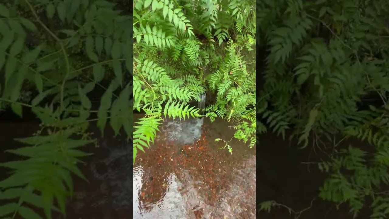 野菜を食べよう (sanpo) Stream, Mishima City, Shizuoka Prefecture (Shizuoka Japan)