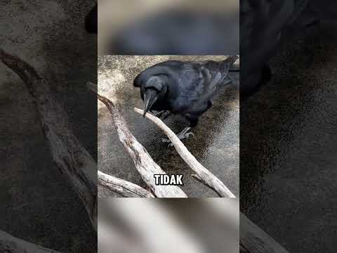 Kecerdasan burung gagak ini sungguh mengagumkan ❤️