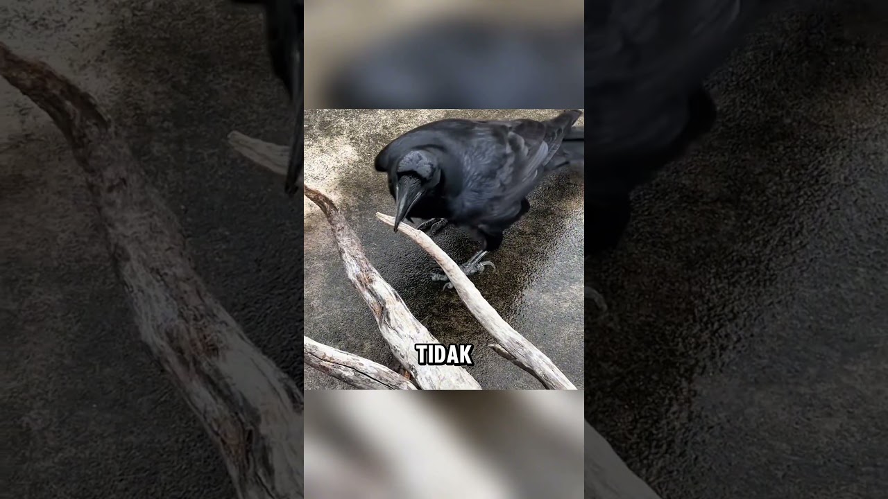 The intelligence of this crow is truly amazing ❤️
