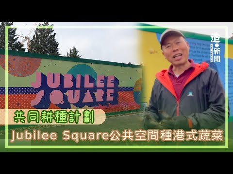 Jubilee Square公共空間種港式蔬菜｜共同耕種計劃