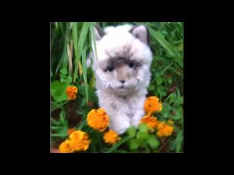 TheSnuggleKinz Intro Summer 2016