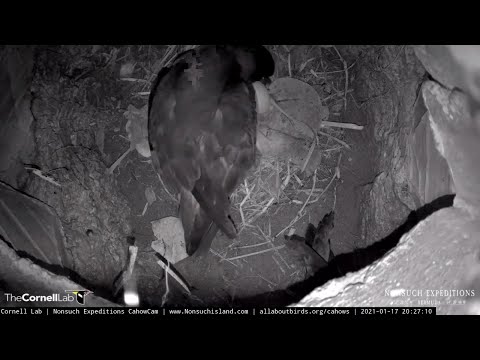 Bermuda Petrels Return To CahowCam 2 Nesting Burrow, Female Lays Egg! — Jan 17, 2021