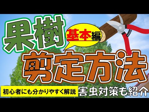 リンゴの木をいつ剪定するか 新芽を促進する 品種の理由を考慮して剪定する