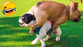 Best Funny Animal Videos 2022 😇 - Funniest And Cute Dogs And Cats Videos 🤣😁