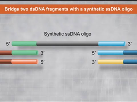 NEBuilder® HiFi DNA Assembly: Bridging dsDNA with a ssDNA Oligo