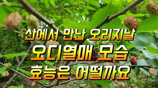뽕나무열매 오디의효능 부작용 탈모예방 당뇨병과 고혈압에 좋아요