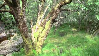 Shetland Islands: Tour 2013