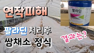 연작피해.뿌리혹병.선충 한방에 잡을 수 있을까 ? 팔라딘 처리후 쌈채소 정식  작물피해