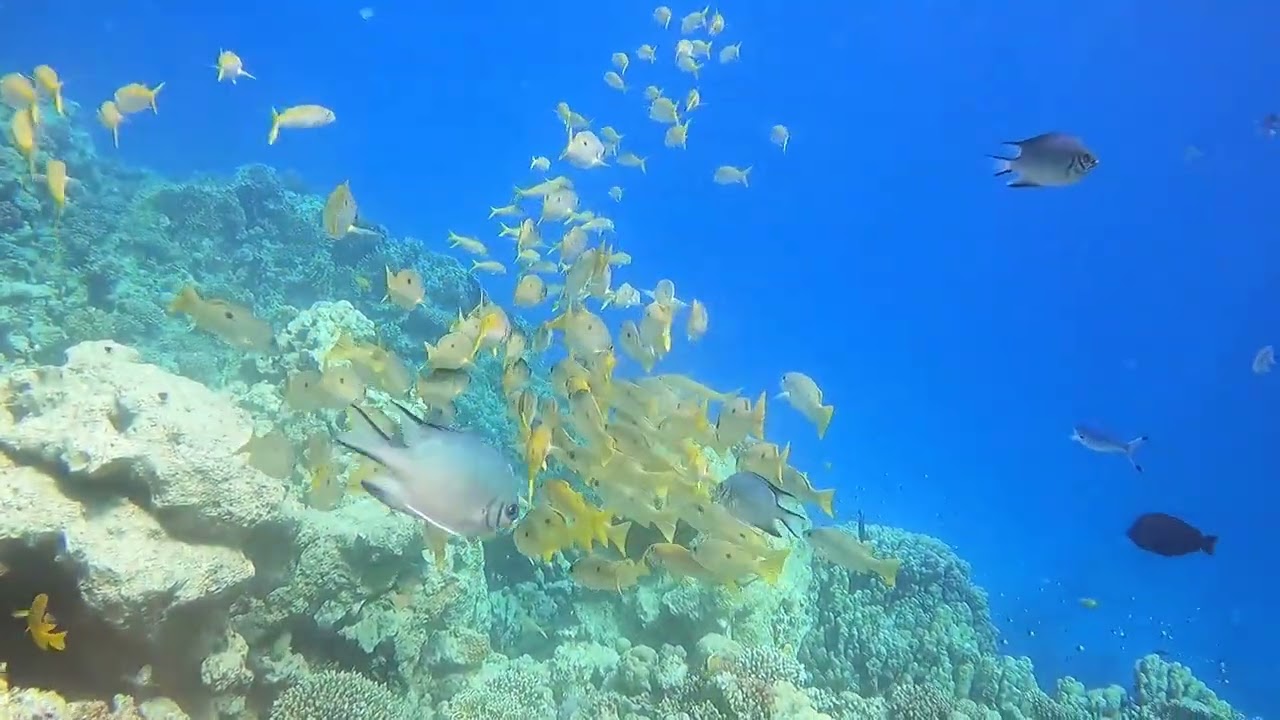 How the beautiful goatfish group