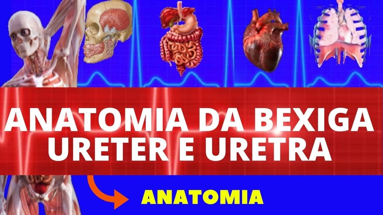 ANATOMIA DO URETER BEXIGA E URETRA (ANATOMIA HUMANA) - SISTEMA URINÁRIO / EXCRETOR - ANATOMIA