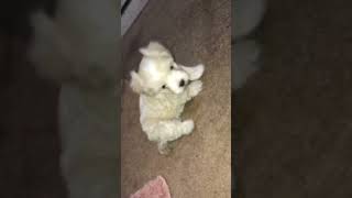 Chipoo Puppies Videos