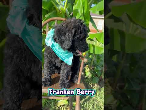 Thumbnail for Franken Berry's video